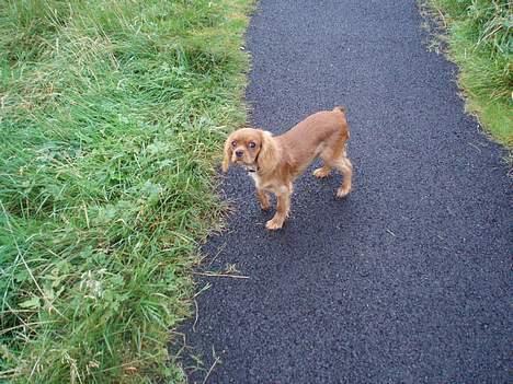 Cavalier king charles spaniel Cara billede 3
