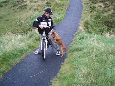 Cavalier king charles spaniel Cara billede 4