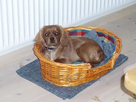 Cavalier king charles spaniel Cara billede 5
