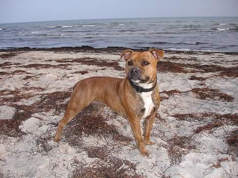 Staffordshire bull terrier Jeanty´s staff Zilla billede 19