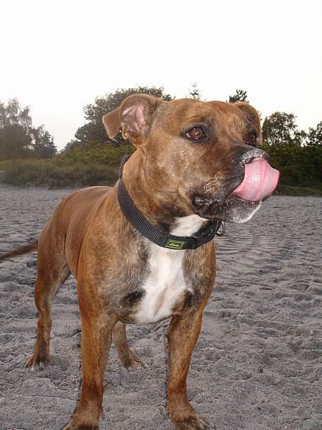 Staffordshire bull terrier Jeanty´s staff Zilla billede 20