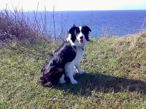 Border collie Ronja - Oppe igen nede fra vandet af.. billede 14