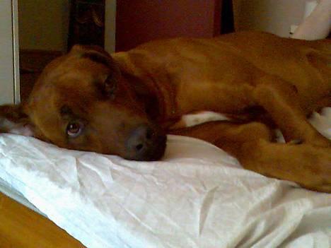 Rhodesian ridgeback markus billede 1