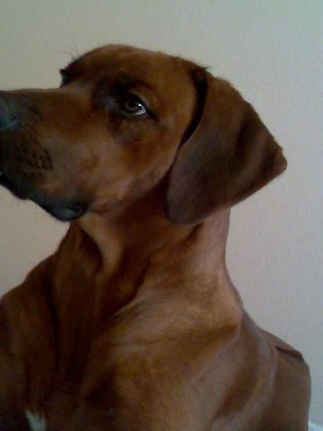 Rhodesian ridgeback markus billede 2