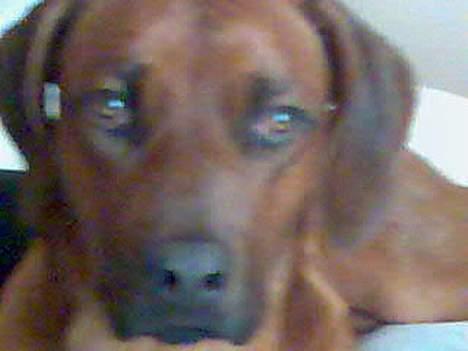 Rhodesian ridgeback markus billede 3