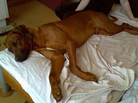 Rhodesian ridgeback markus billede 4