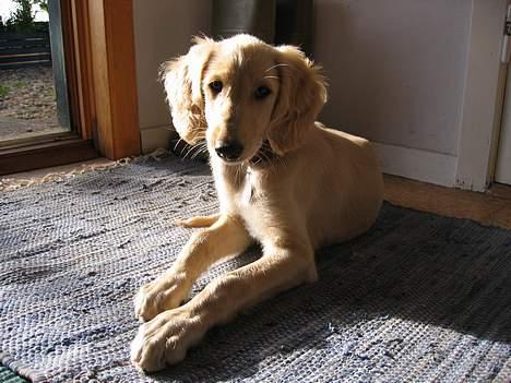Saluki Qhandahar billede 11