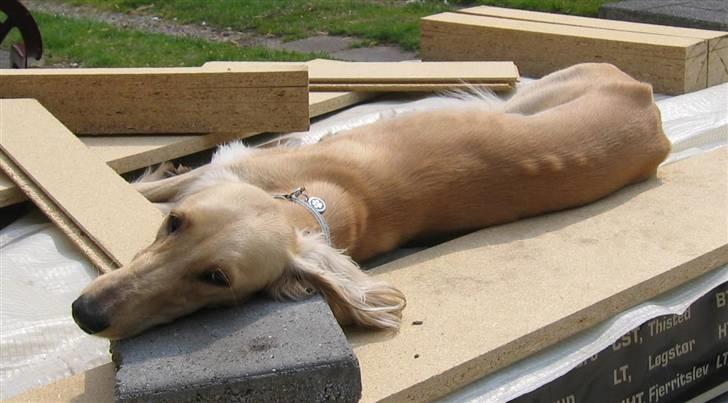 Saluki Qhandahar - neej den pude er ikke spor hård billede 12