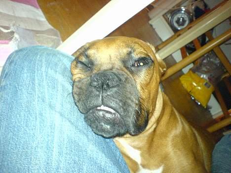 Boxer Otto - 5mdr gammel.  billede 5