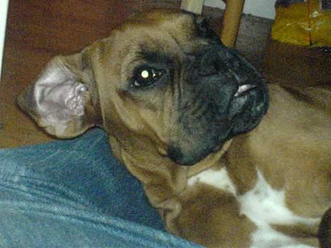 Boxer Otto -  5mdr gammel.  billede 6