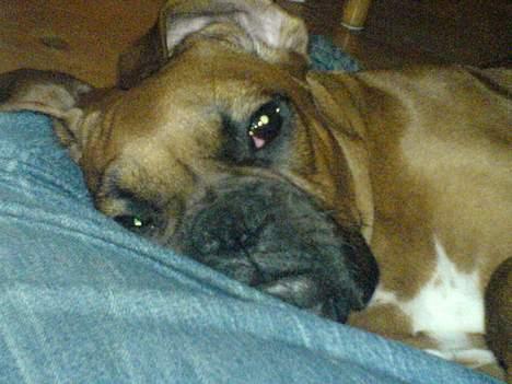 Boxer Otto - (billederne er taget den 21okt.-06)5mdr gammel  billede 7