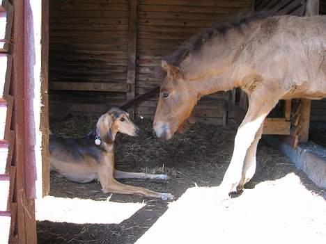 Saluki Faih´dan - Faih´dan leger med Sveipur (føllet er 2 mdr.) billede 19