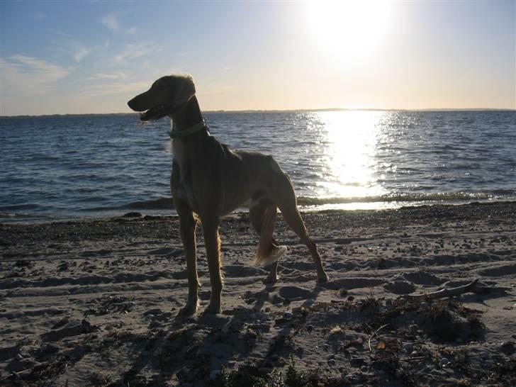 Saluki Faih´dan billede 20