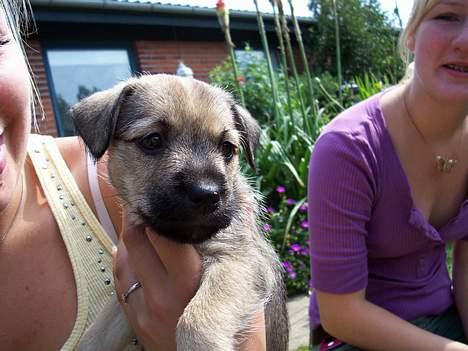 Blanding af racer Mira billede 2