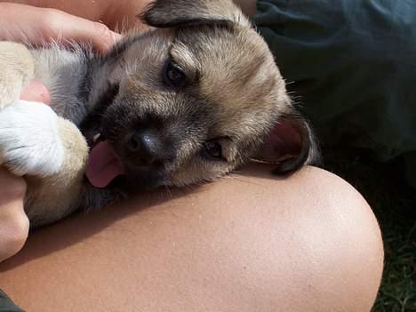 Blanding af racer Mira billede 3