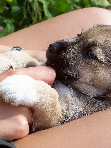 Blanding af racer Mira billede 4