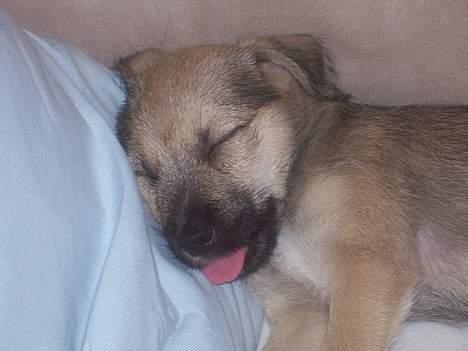 Blanding af racer Mira billede 5