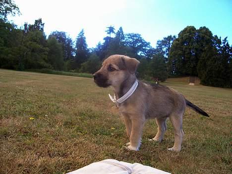 Blanding af racer Mira billede 6