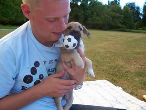 Blanding af racer Mira billede 7