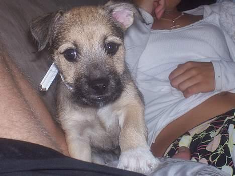 Blanding af racer Mira billede 8