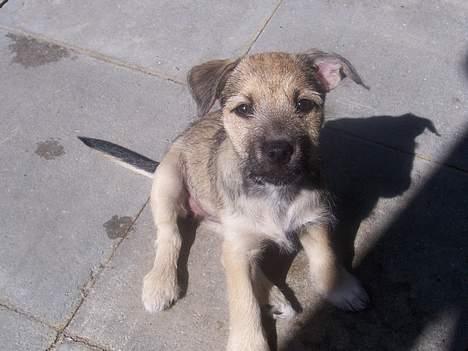 Blanding af racer Mira billede 9