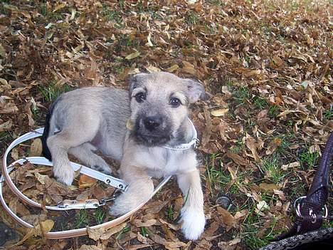 Blanding af racer Mira billede 10