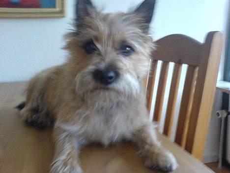 Cairn terrier kiki - her er jeg... billede 11