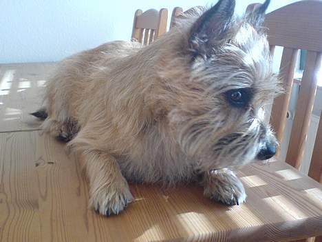 Cairn terrier kiki - kigger lige ned... billede 12