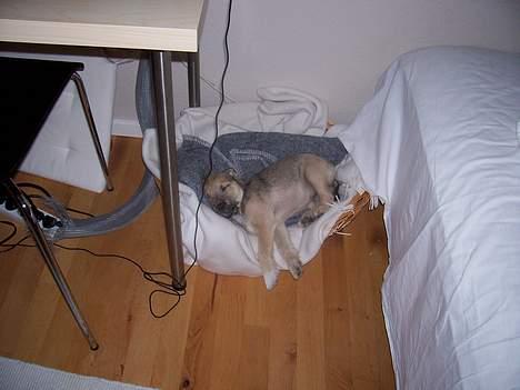 Blanding af racer Mira billede 11