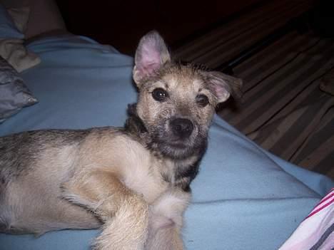 Blanding af racer Mira billede 12