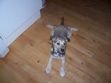 Blanding af racer Mira - Miras yndlings dække-stilling billede 13