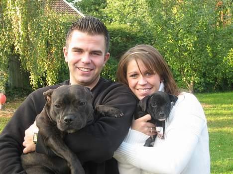 Staffordshire bull terrier *AYA* - Mig, min far, min mor og min lillesøster Tiki billede 7