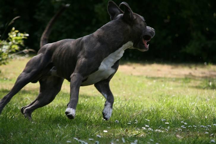 Amerikansk staffordshire terrier Max billede 1