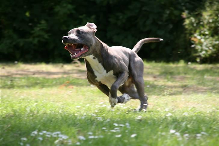 Amerikansk staffordshire terrier Max billede 3