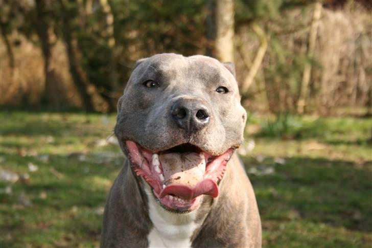 Amerikansk staffordshire terrier Max billede 4