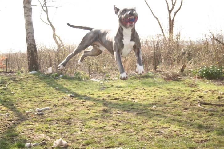 Amerikansk staffordshire terrier Max billede 5