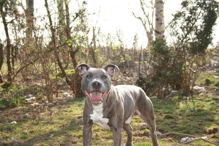 Amerikansk staffordshire terrier Max billede 6