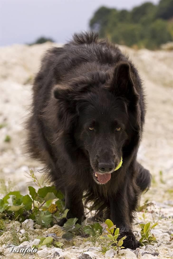 Blanding af racer Himmelhund Milo min Milo <3  - Hej jeg hedder Milo velkommen til min profil billede 1