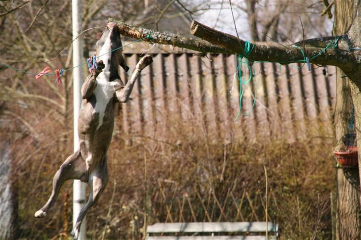 Amerikansk staffordshire terrier Max - her hopper han 2 meter billede 7