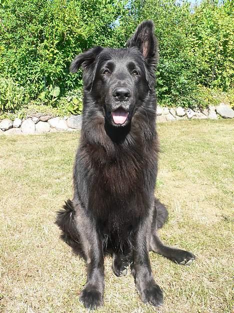 Blanding af racer Himmelhund Milo min Milo <3  billede 2