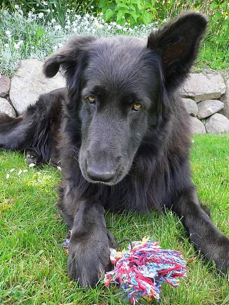 Blanding af racer Himmelhund Milo min Milo <3  - Det er altså mit tov... billede 3