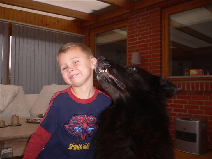 Blanding af racer Himmelhund Milo min Milo <3  - Milo og Lucas de bedste venner billede 4