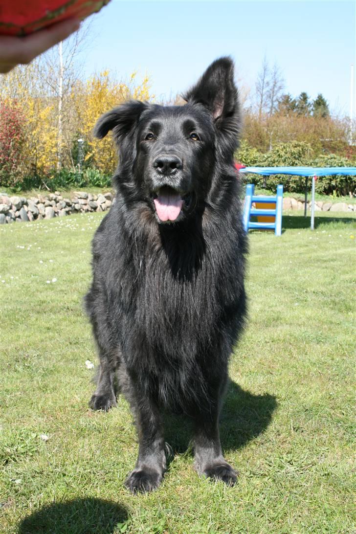 Blanding af racer Himmelhund Milo min Milo <3  - Kast nu bolden... billede 5