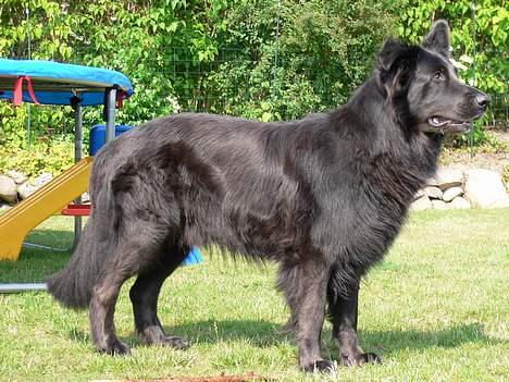Blanding af racer Himmelhund Milo min Milo <3  billede 6