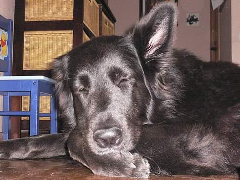 Blanding af racer Himmelhund Milo min Milo <3  - Milo sover sødt billede 7