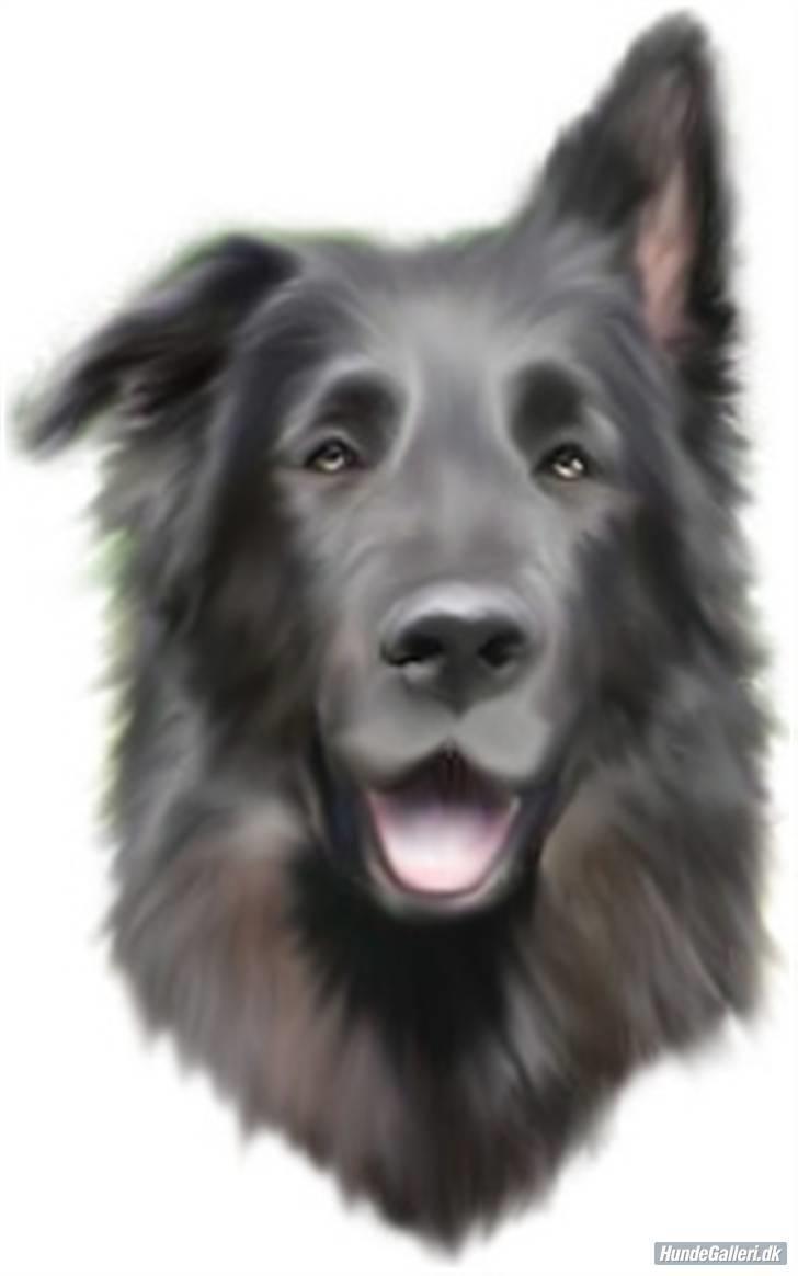 Blanding af racer Himmelhund Milo min Milo <3  - Tak til Lena det er bare super flot :0) billede 8