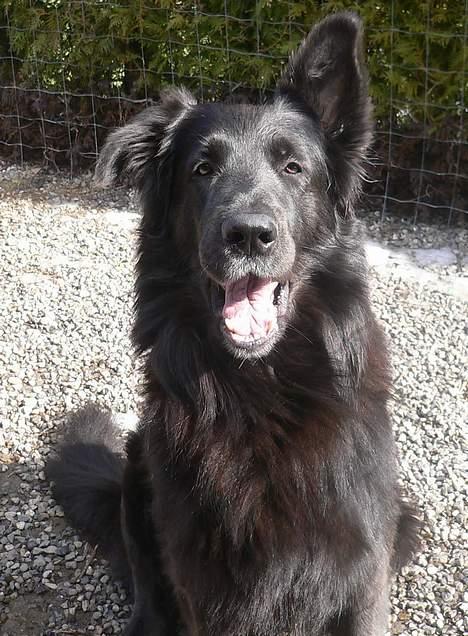 Blanding af racer Himmelhund Milo min Milo <3  billede 9