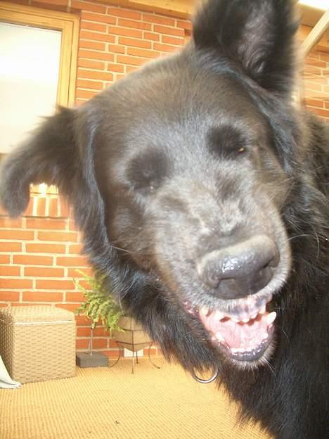Blanding af racer Himmelhund Milo min Milo <3  - Smil til fotografen:0) billede 10