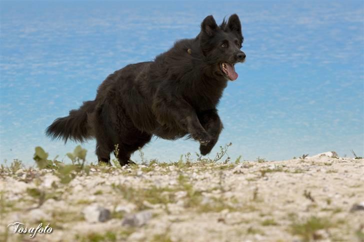 Blanding af racer Himmelhund Milo min Milo <3  billede 11