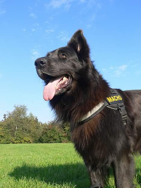 Blanding af racer Himmelhund Milo min Milo <3  billede 12